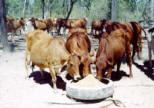 cow1